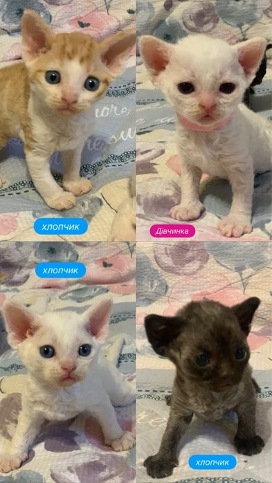 Кошеня Девон рекс