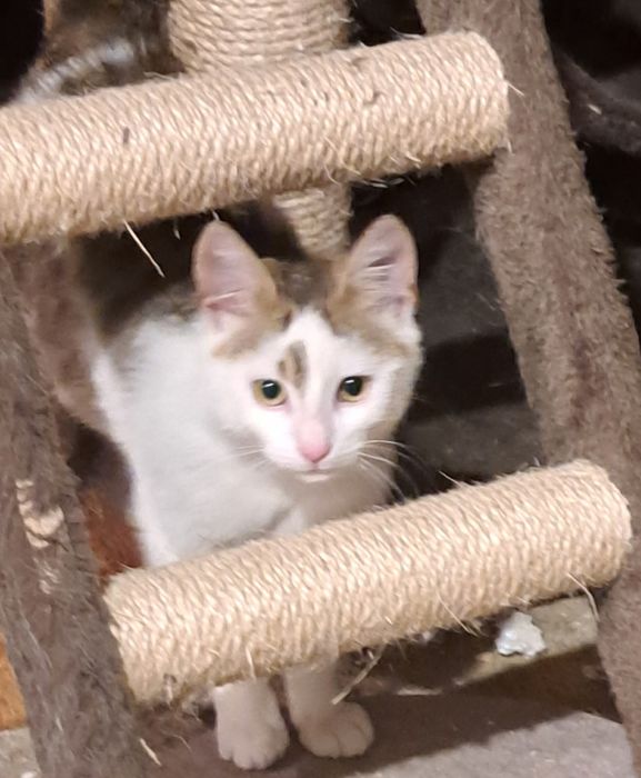 Młody  kotek FELV+  szuka domu