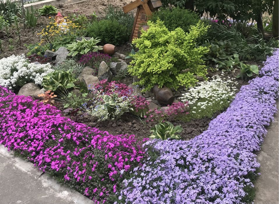 Флокс шиловидний