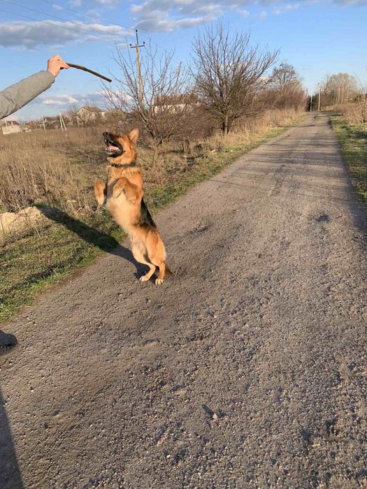 Вязка німецької вівчарки кобель