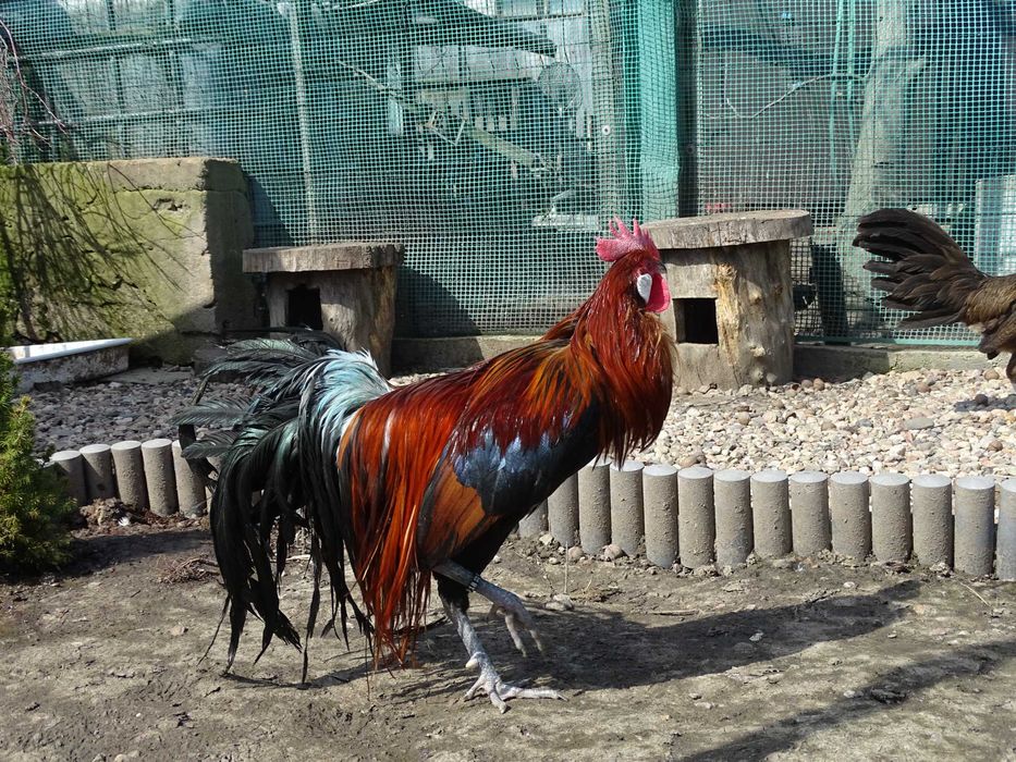 Fenix, Fenixy. Imoprt niemcy.