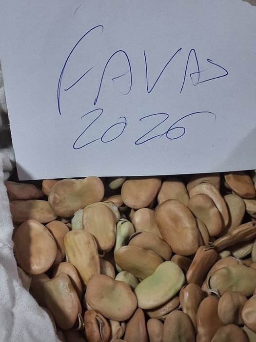 Favas  de semente