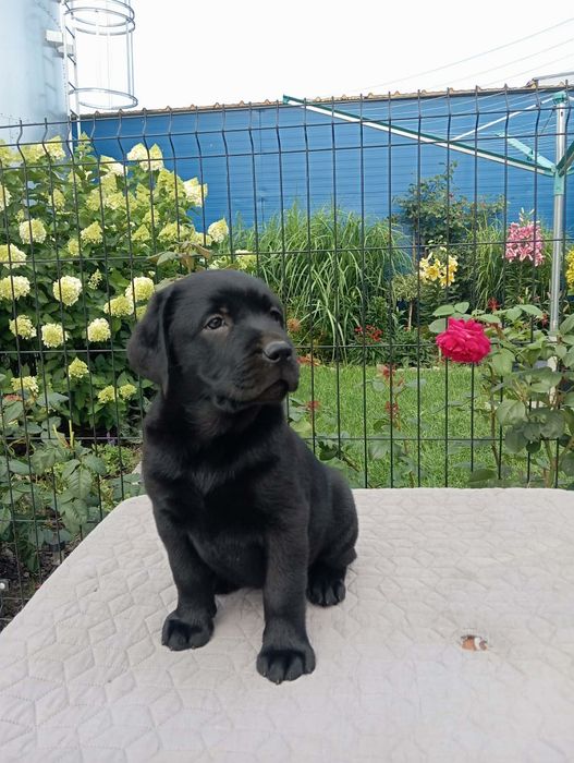 Labrador retriver suczka sunia