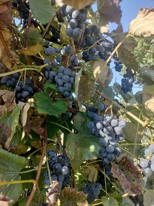 Winogrono owoce, na soki i wino, duże owoce