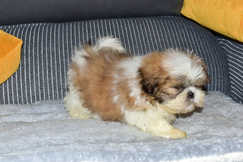 Shih-tzu Bicolor Macho