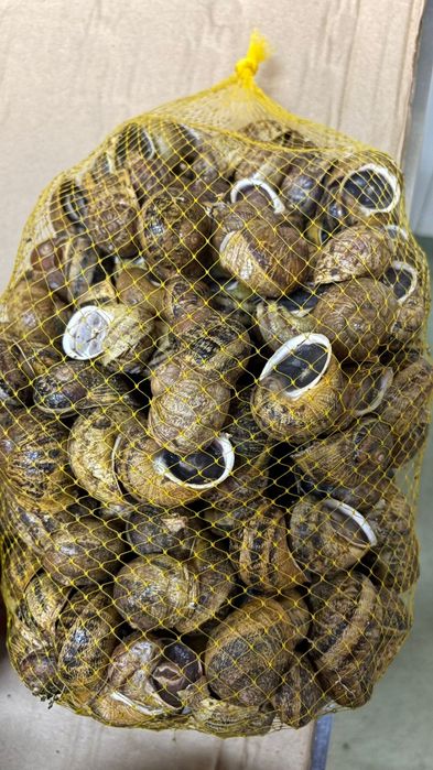 Caracoletas sacas para assar