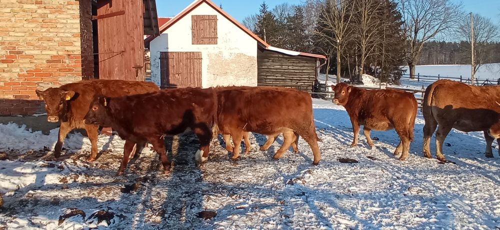 Sprzedam odsadki jałówki 100% LM