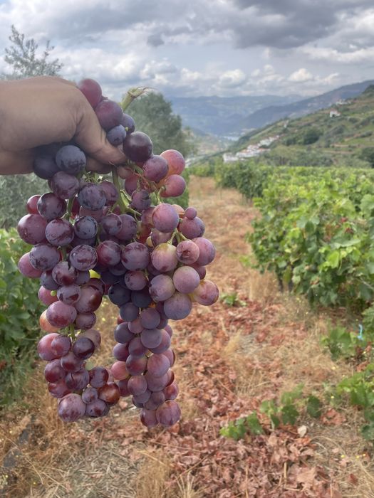 Quinta vinhateira com moradia e adega