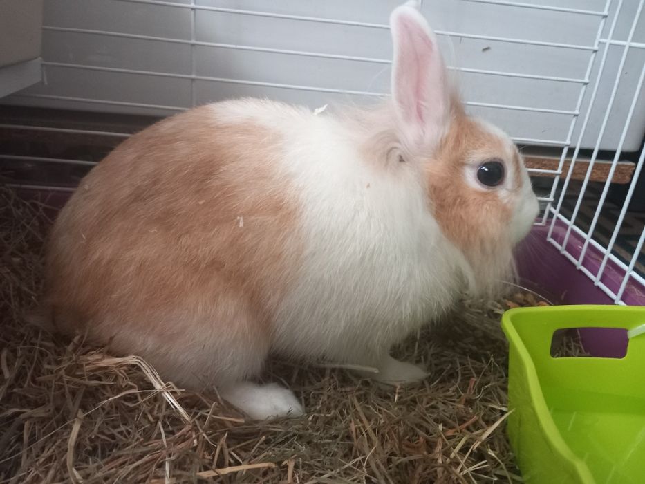 Vendo coelhinha ana com 3 para 4 meses com gaiola