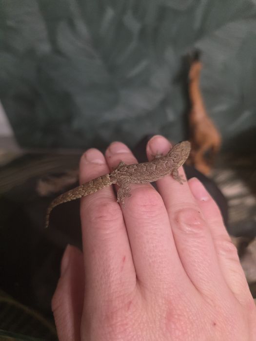 Gekony płaczące młodziaki