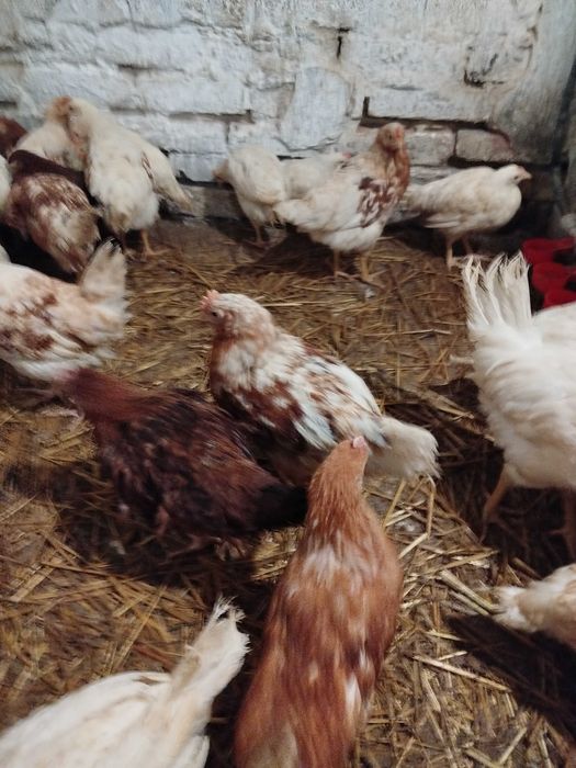 Młode koguty Leghorn / koguty młode mix