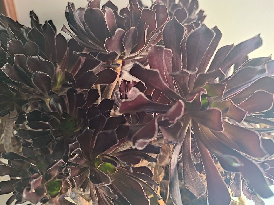 Aeonium escuro planta de exterior