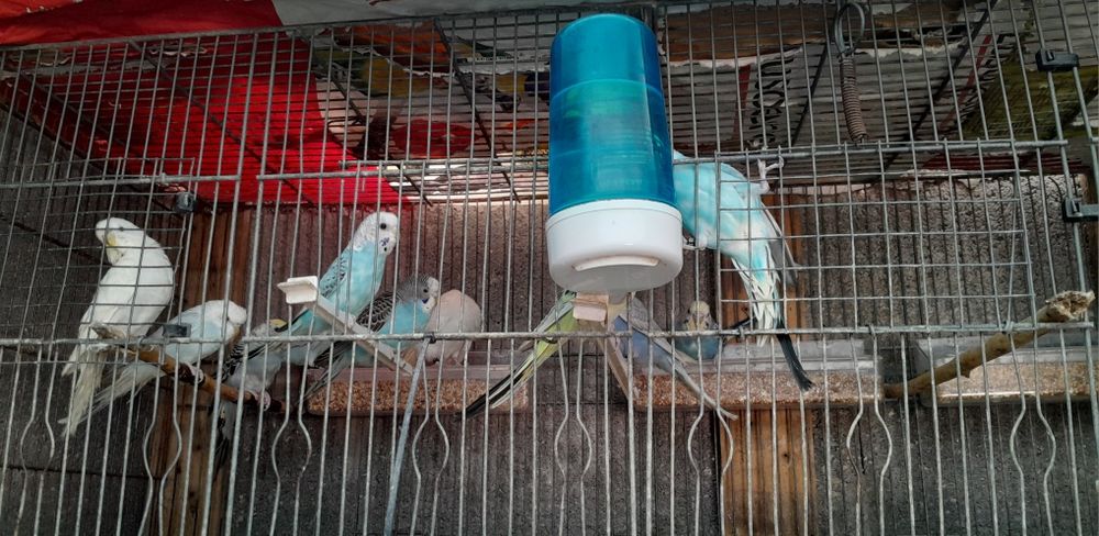 Vendo piriquitos 2025