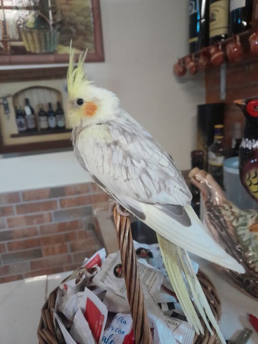 Caturras adultas e novas