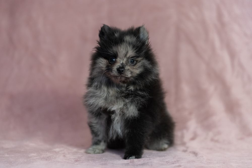 Chłopiec Blue -merle/badania genetyczne/ekskluzywne szczenięta /wyprawka xxl