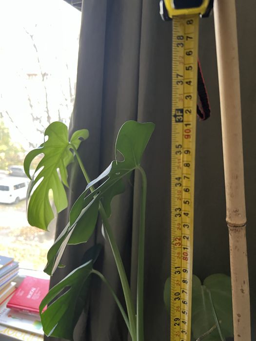 Монстера гарна велика