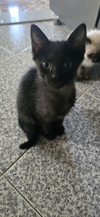 Dou para adocao responsável gato e gatinha