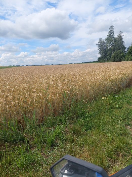 Sprzedam słomę do zbelowania