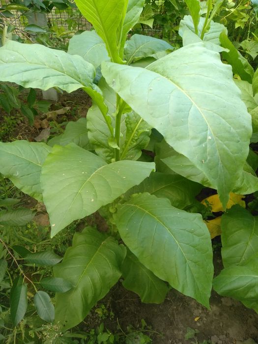 Насіння тютюну 82 сортів семена табака