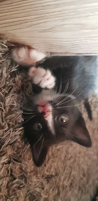 Kotek do adopcji