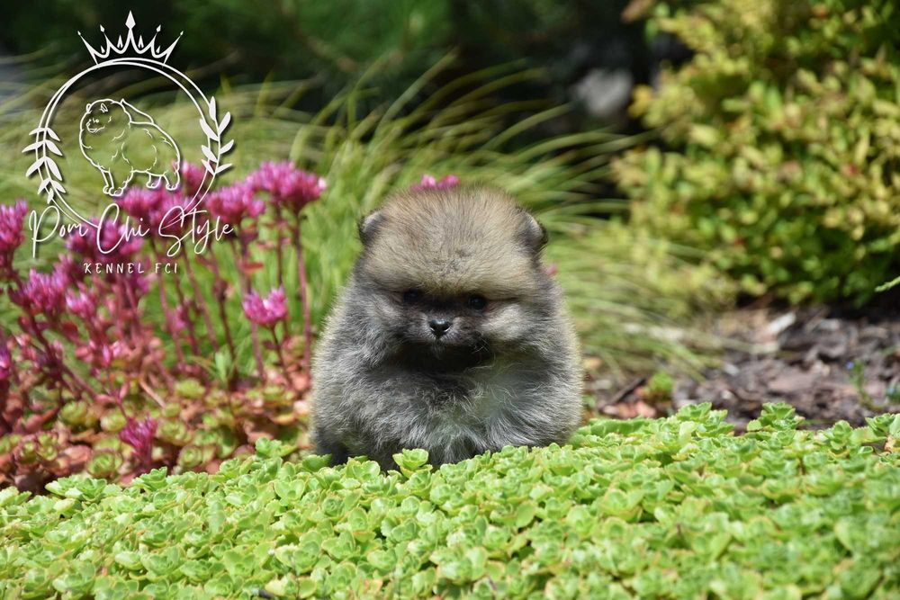 Szpic miniaturowy Pomeranian ZKwP FCI suczka
