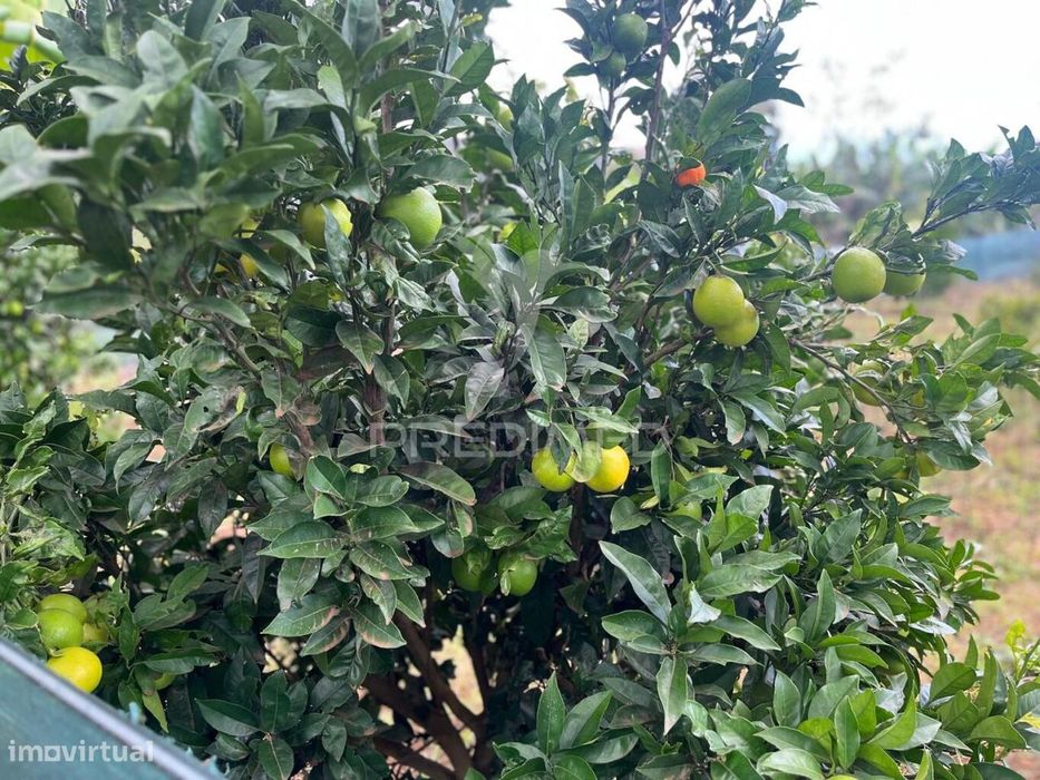 Terreno E Palheiro Nos Canhas Ponta Do Sol