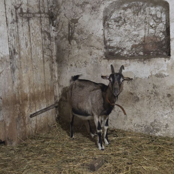 Sprzedam kozę łagodną