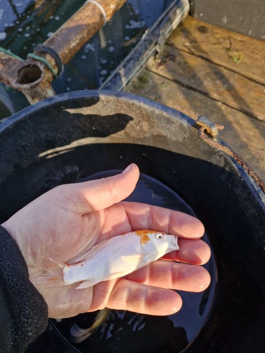 Narybek i kroczek amura