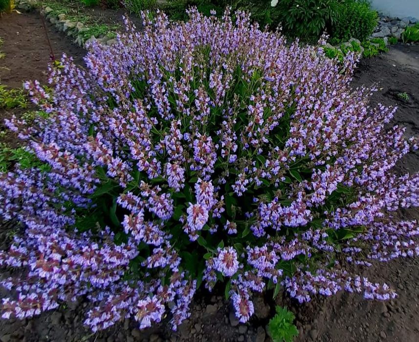 Продам вейгелу і декоративні кущі