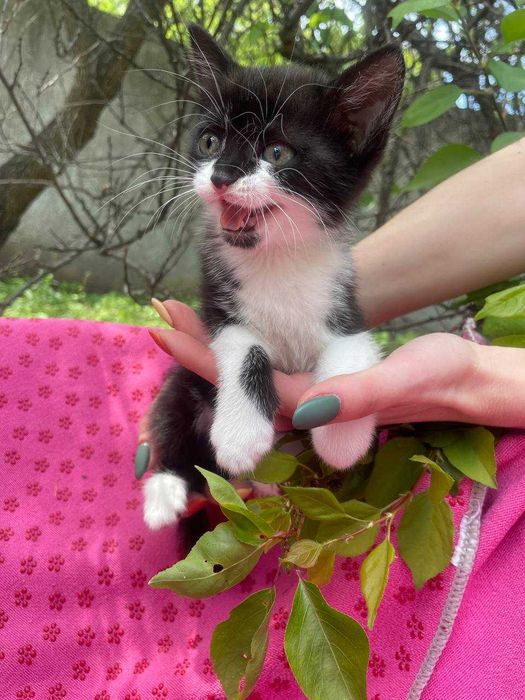 Кошеня, 1-5 - 2 місяці, дівчинка, в пошуках дому!