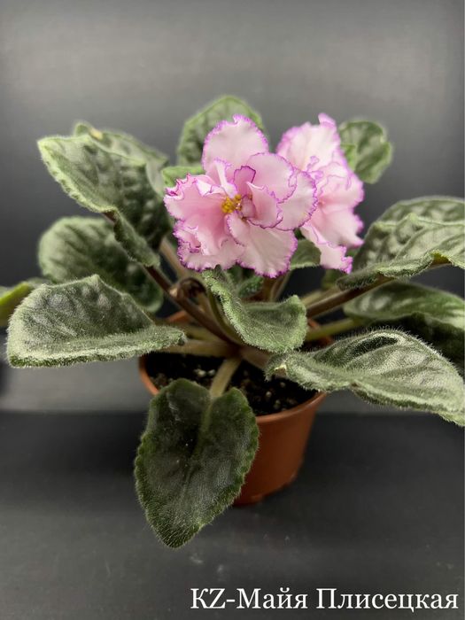 ЦВЕТУЩИЕ.Фиалка,сенполия,цветы