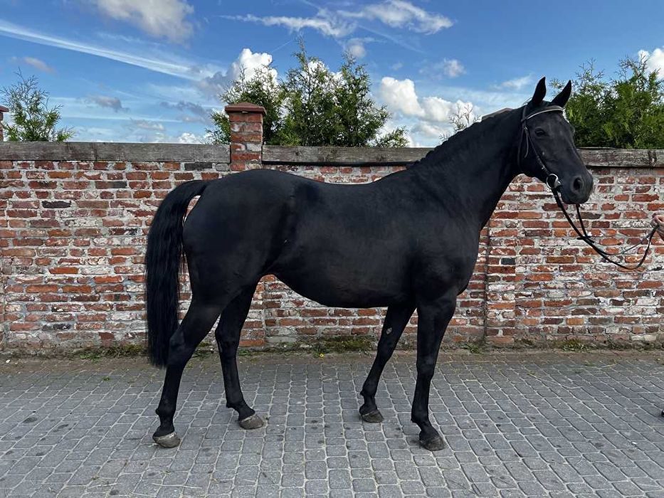 Sprzedam 12 letnią klacz w typie pogrubianym