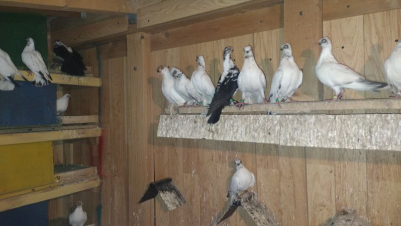 Gołębie ozdobne winerki