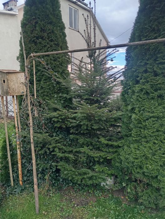 Ялина звичайна, європейська, 2 м.