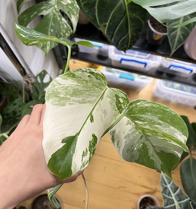 Монстера альба, крассула Rope, антуріум Balaoanum