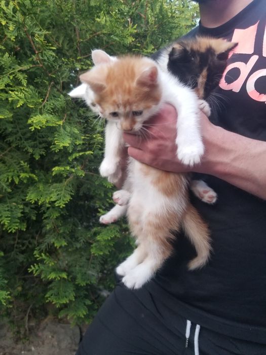 Бортничі. Кошеня. Кошенята. Безкоштовно.