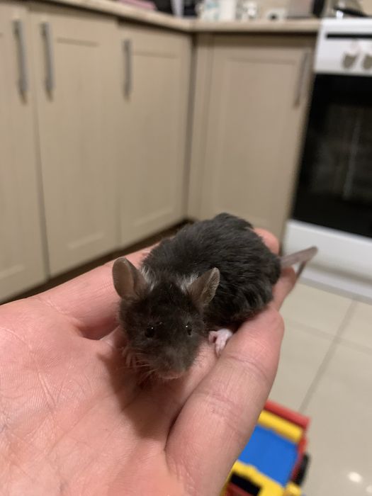 Милі мишенята, миши кучеряві, хвилясті, дамбо криси