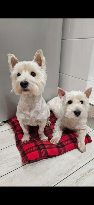 West Highland White Terrier