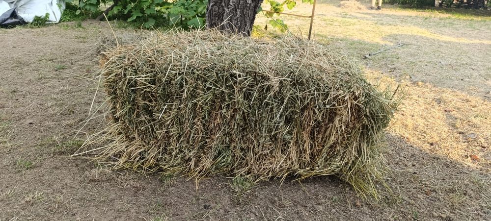 Тюки люцерни 2025