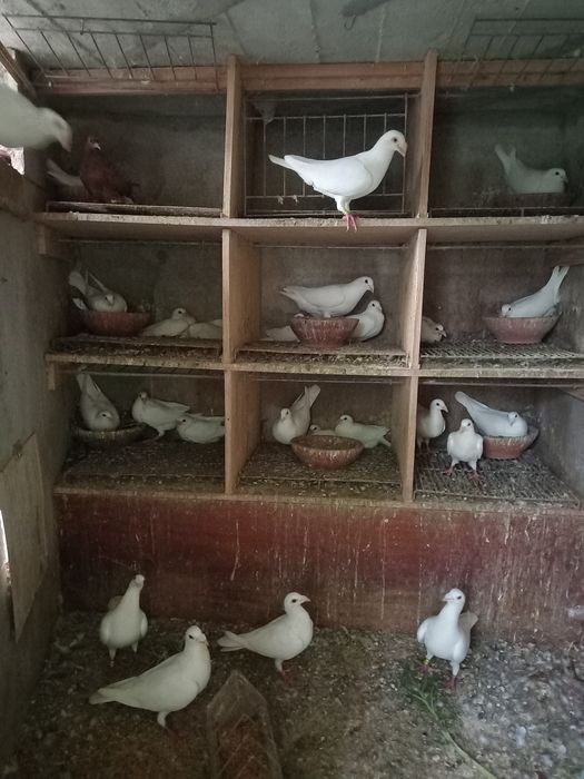 Vendo pombos brancos