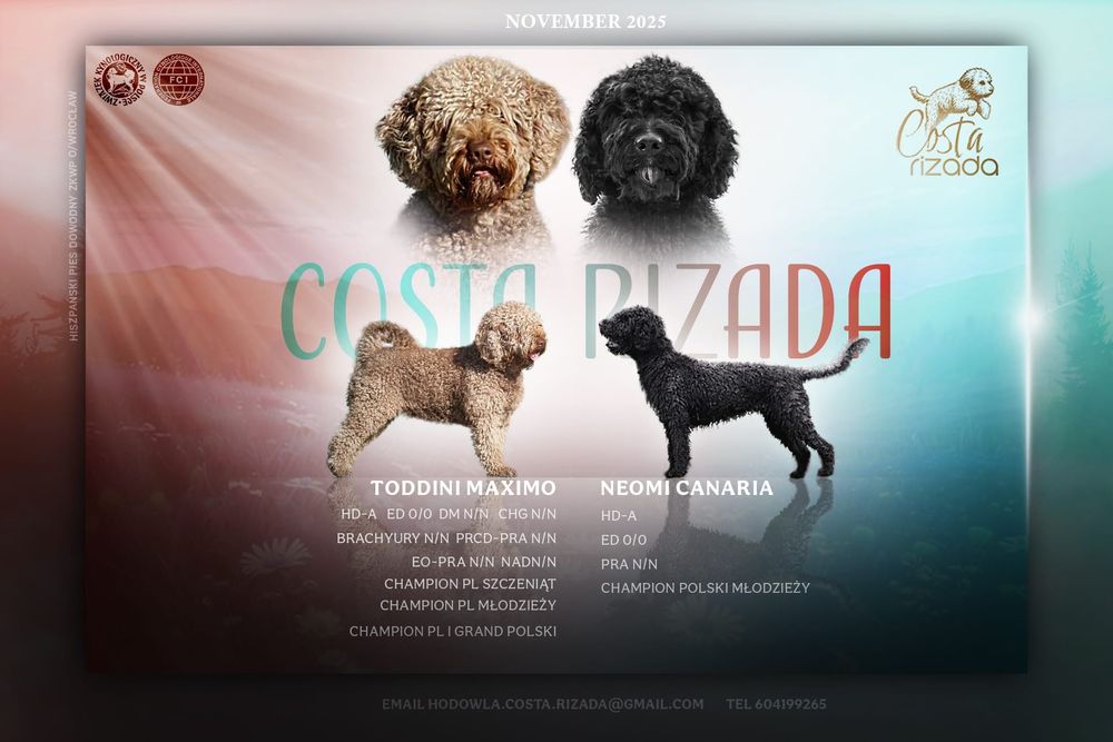 Hiszpański pies dowodny- piesek