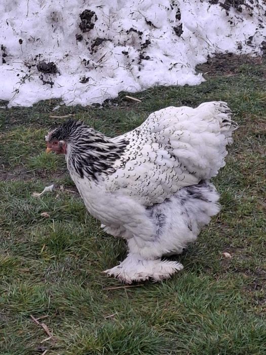 Kura Kochina Olbrzymia