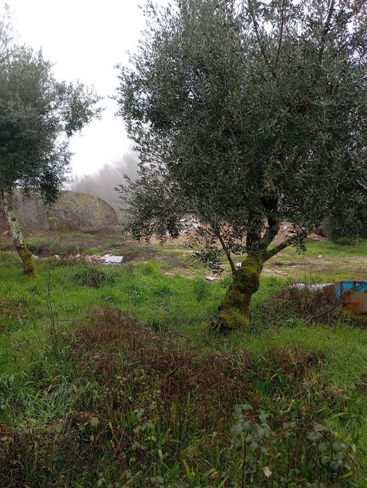 Oliveiras para jardim ou produção