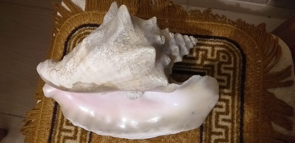 Продам рапан ракушка