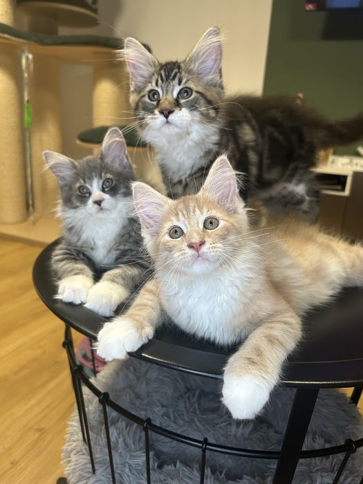 Maine Coon Beżowa Kocica