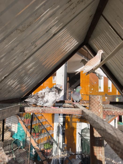 Vendo ou troco pombos de raça