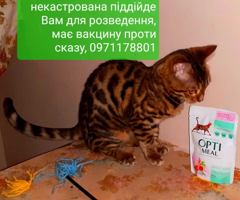 Початок літа час придбати міні-леопардочку