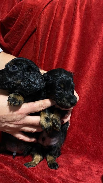 Цуценята чистокровна такса