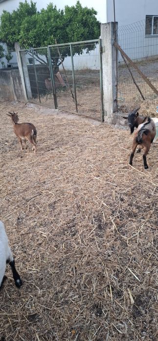 Cabra anã para desocupar