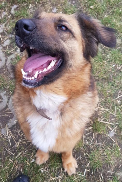 Sunia do Adopcji